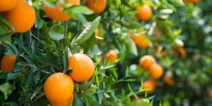 Village Life & Orange Groves