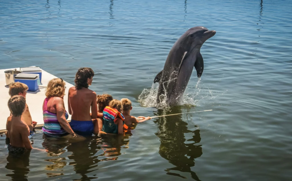 Dolphin Island Boat Trip – photo 6