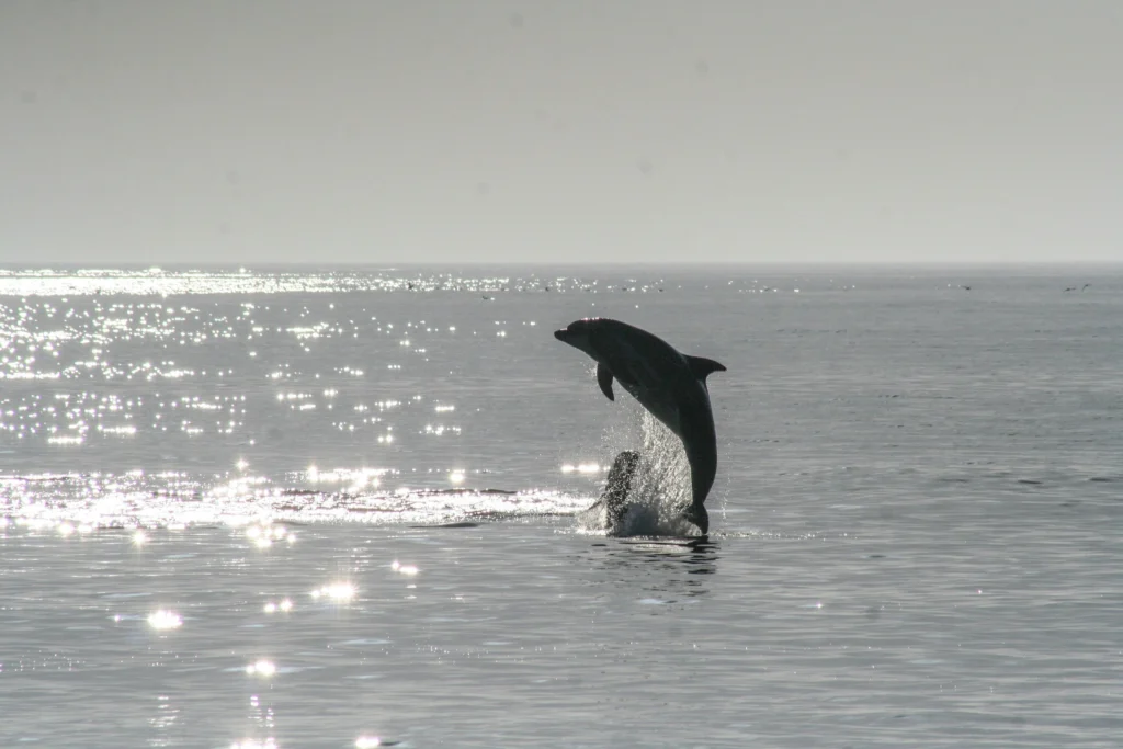 Dolphin Island Boat Trip – photo 2
