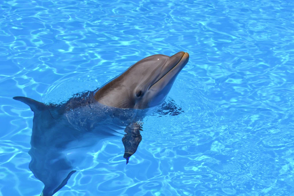 Dolphin Island Boat Trip – photo 5