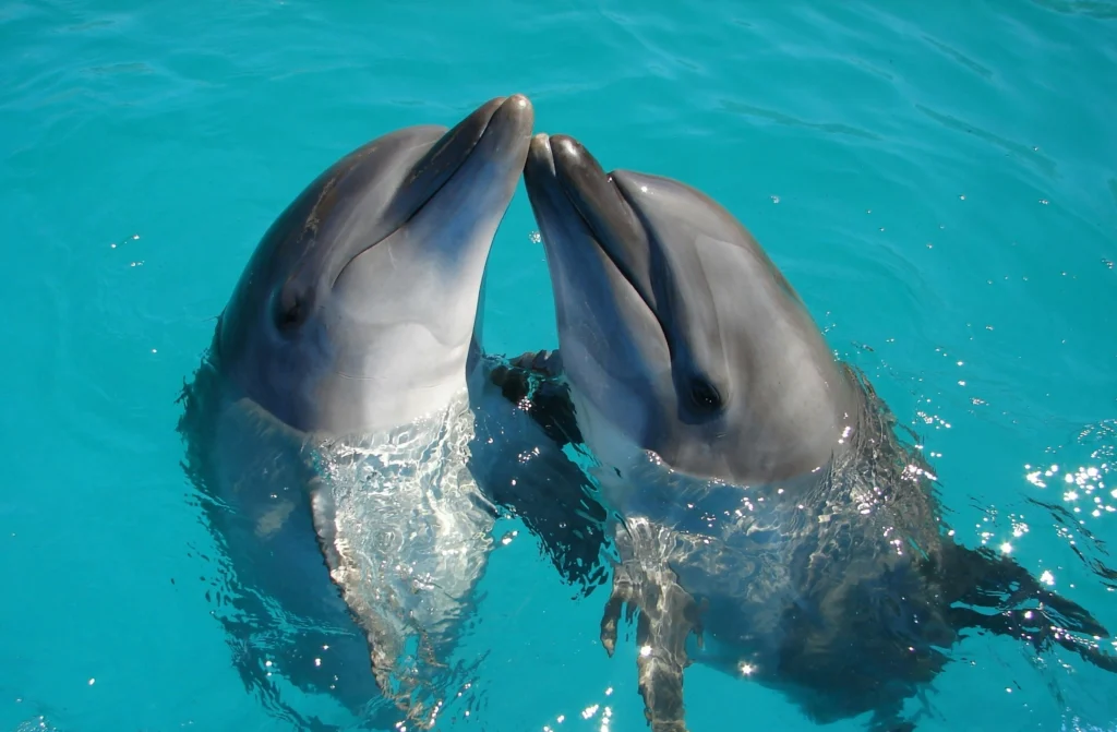 Dolphin Island Boat Trip – photo 3