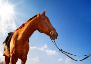 side-forest-horse-riding-manavgat