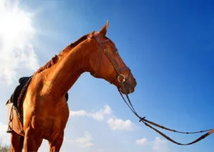 Side Horse Riding Tour side-forest-horse-riding-manavgat