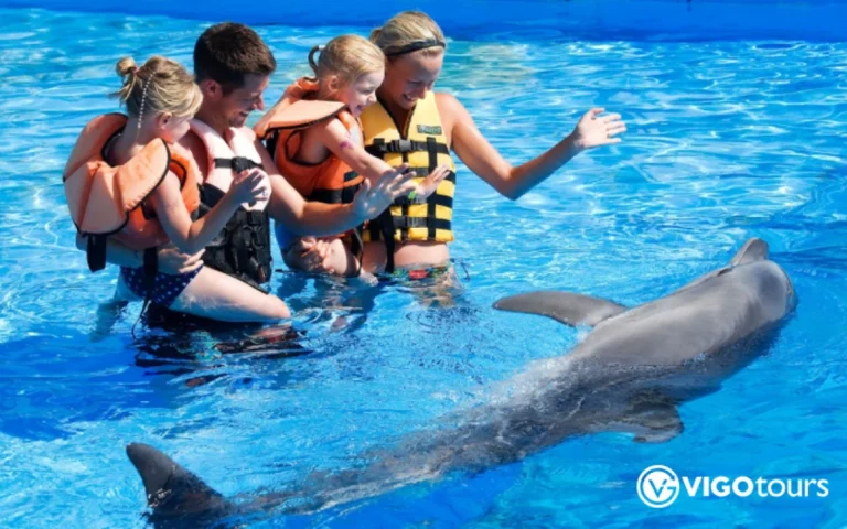 Dolphin Show 5 Dolphin Show - Photo 5