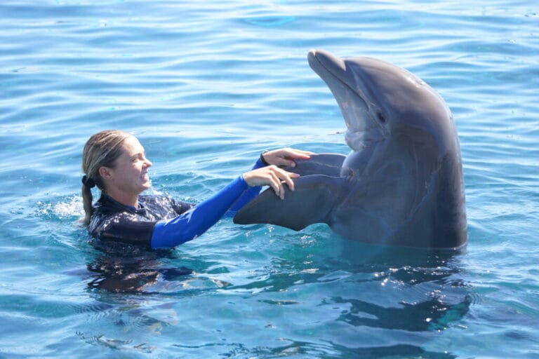 Dolphin Show 6 Dolphin Show - Photo 6