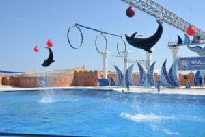 Dolphin Show side-dolphin-show-duration-hotel-transfer (1)