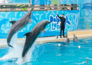 Dolphin Show side-dolphin-show-ticket-price-2026