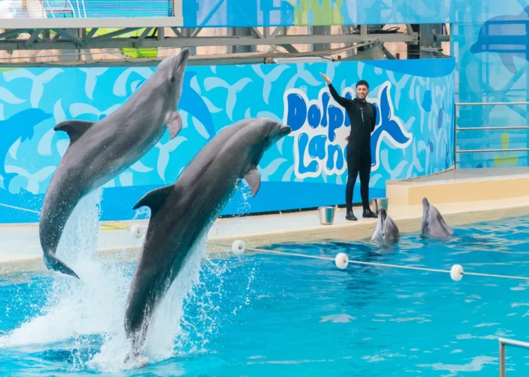 Dolphin Show 1 Dolphin Show - Photo 1