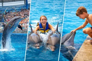 Dolphin Show swimming-with-dolphins-side-cost-included